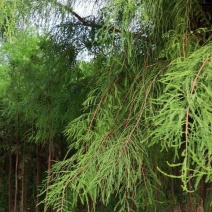 池杉，水生耐水耐寒植物杉树洼地/水塘/河边/占地苗基地直