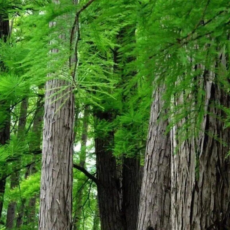 池杉，水生耐水耐寒植物杉树洼地/水塘/河边/占地苗基地直