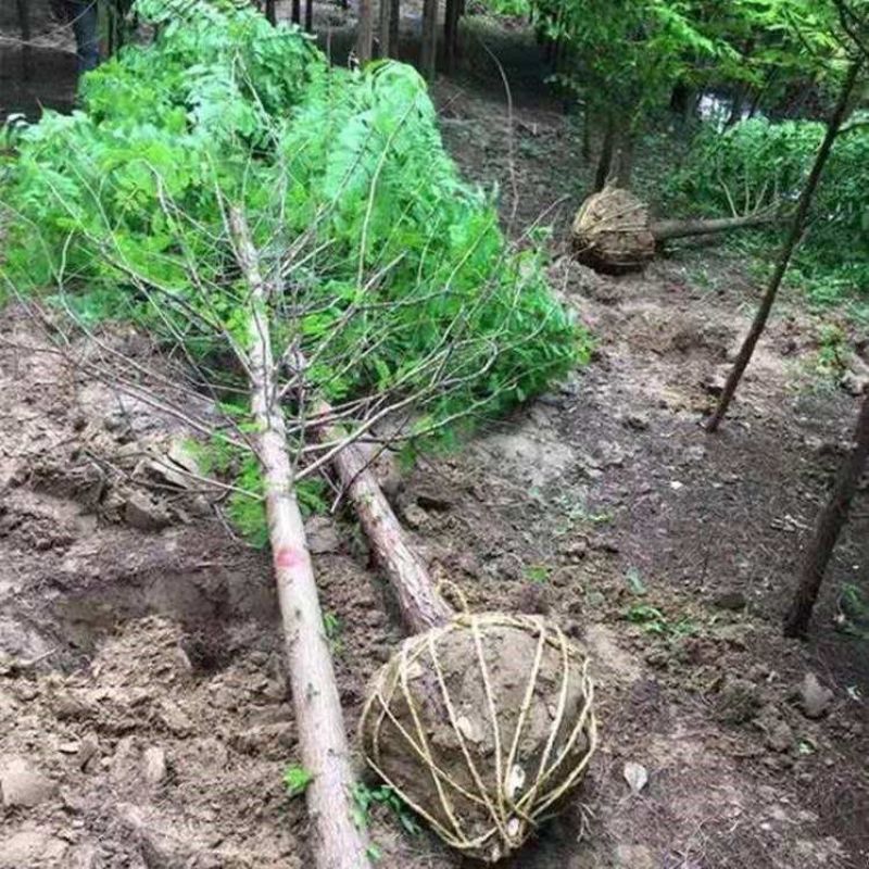 池杉，水生耐水耐寒植物杉树洼地/水塘/河边/占地苗基地直