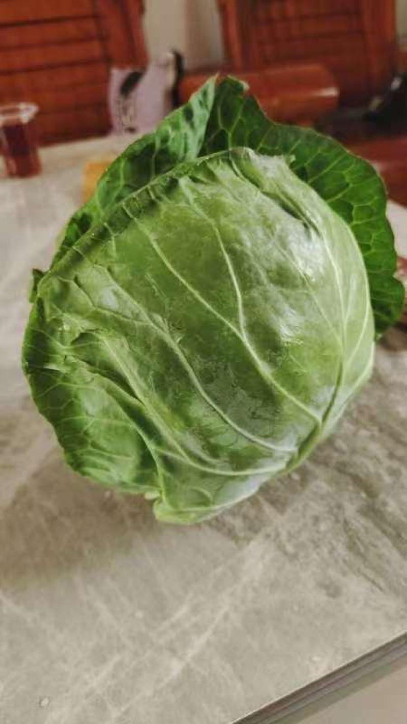 精品包菜，产地直供，货源充足，量大从优，全国发货欢迎致电