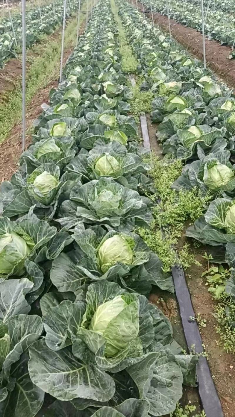 精品包菜，产地直供，货源充足，量大从优，全国发货欢迎致电