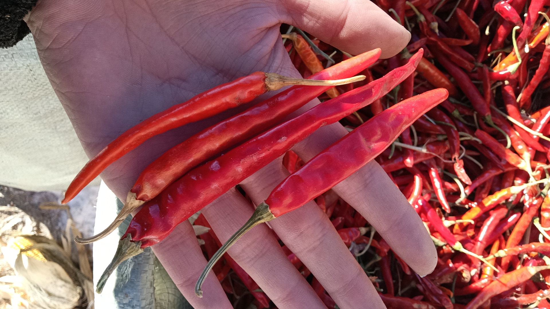 清晨的柘城辣椒大市场人声鼎沸,货车排队装卸,商户在摊位前展示不同等级的三樱椒样品,电子屏实时显示当日各品类辣椒收购价格,背景可见‘中国辣椒之乡’地标建筑 柘城辣椒大市场交易现场全景图