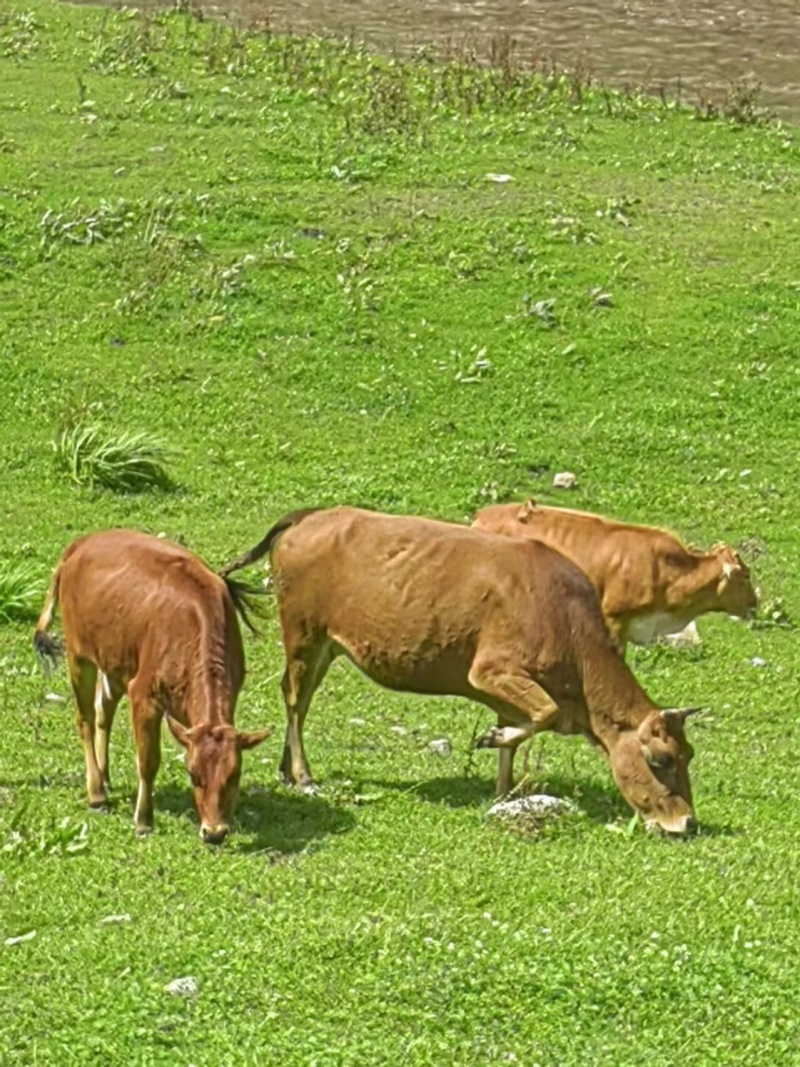 精品活牛散养牛肉质鲜美口感好量大从优欢迎咨询