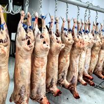 宁夏滩羊肉大量供应新鲜宰杀肉质鲜美各种规格新鲜发货