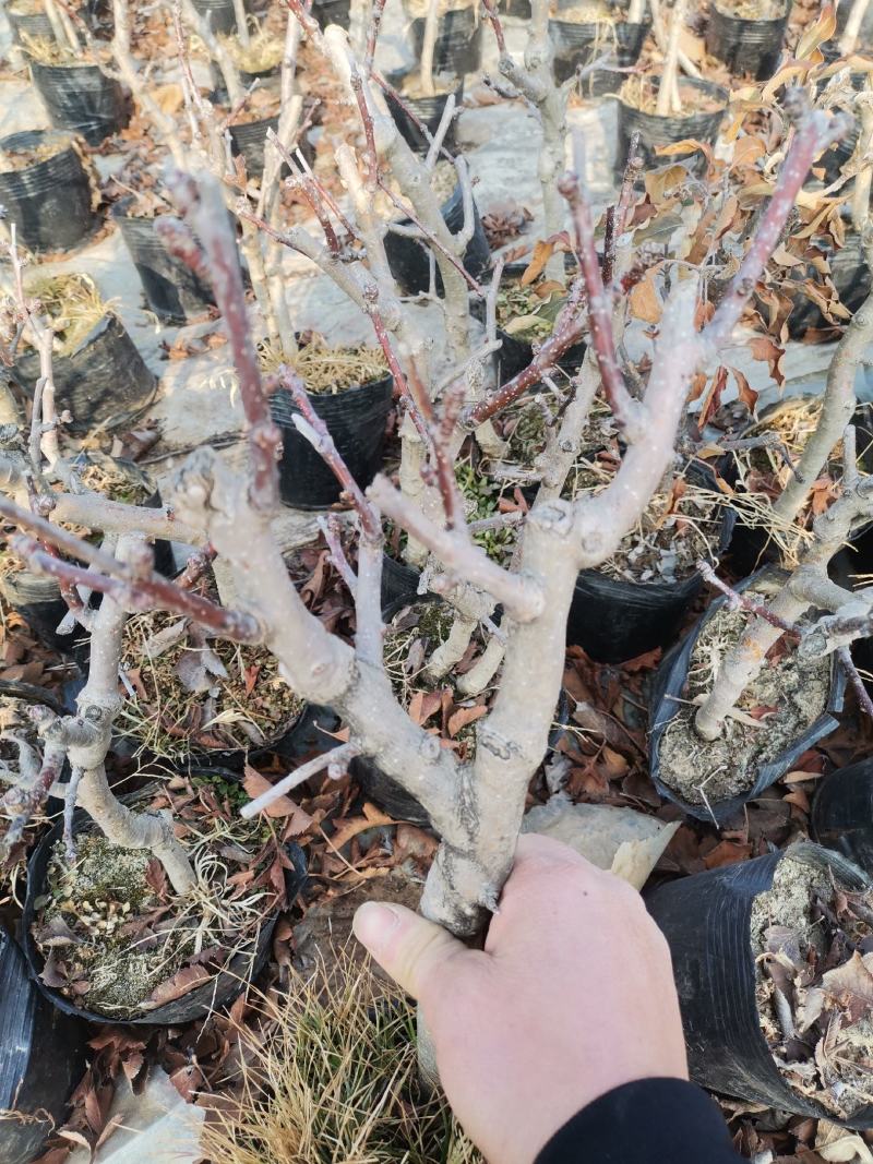 苹果盆景当年开花当年结果