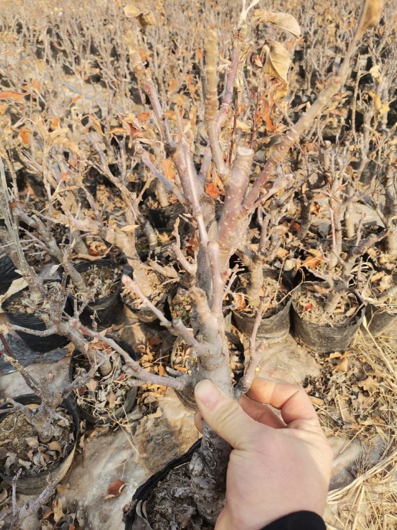 苹果盆景当年开花当年结果