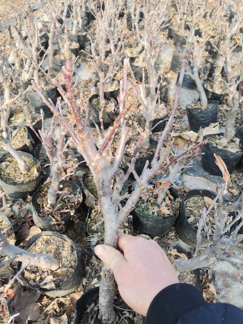 苹果盆景当年开花当年结果