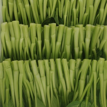 上海菜心