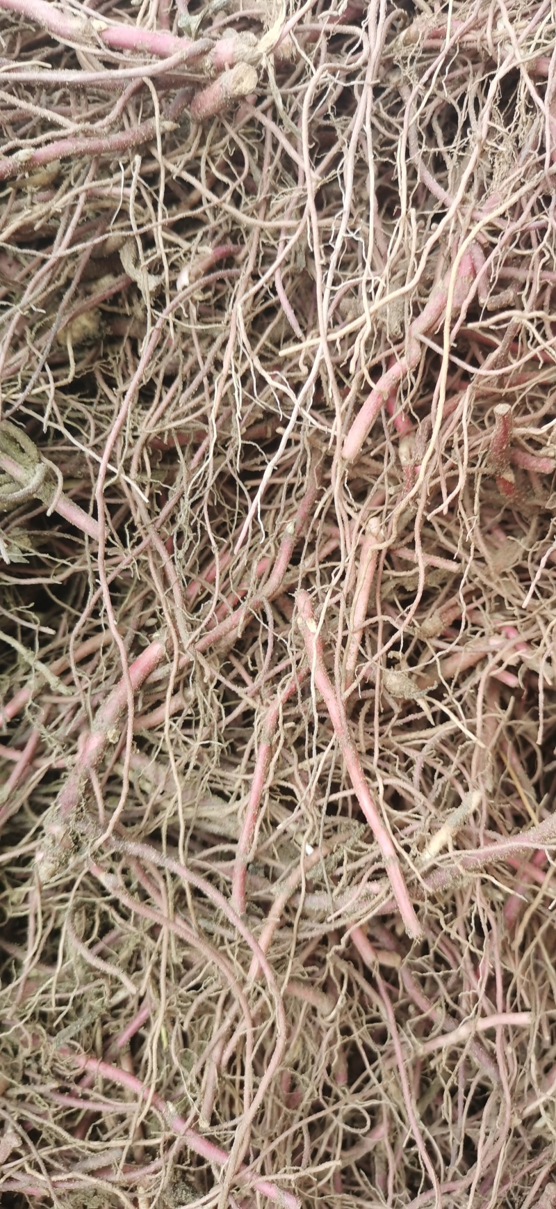 紫菀芽
