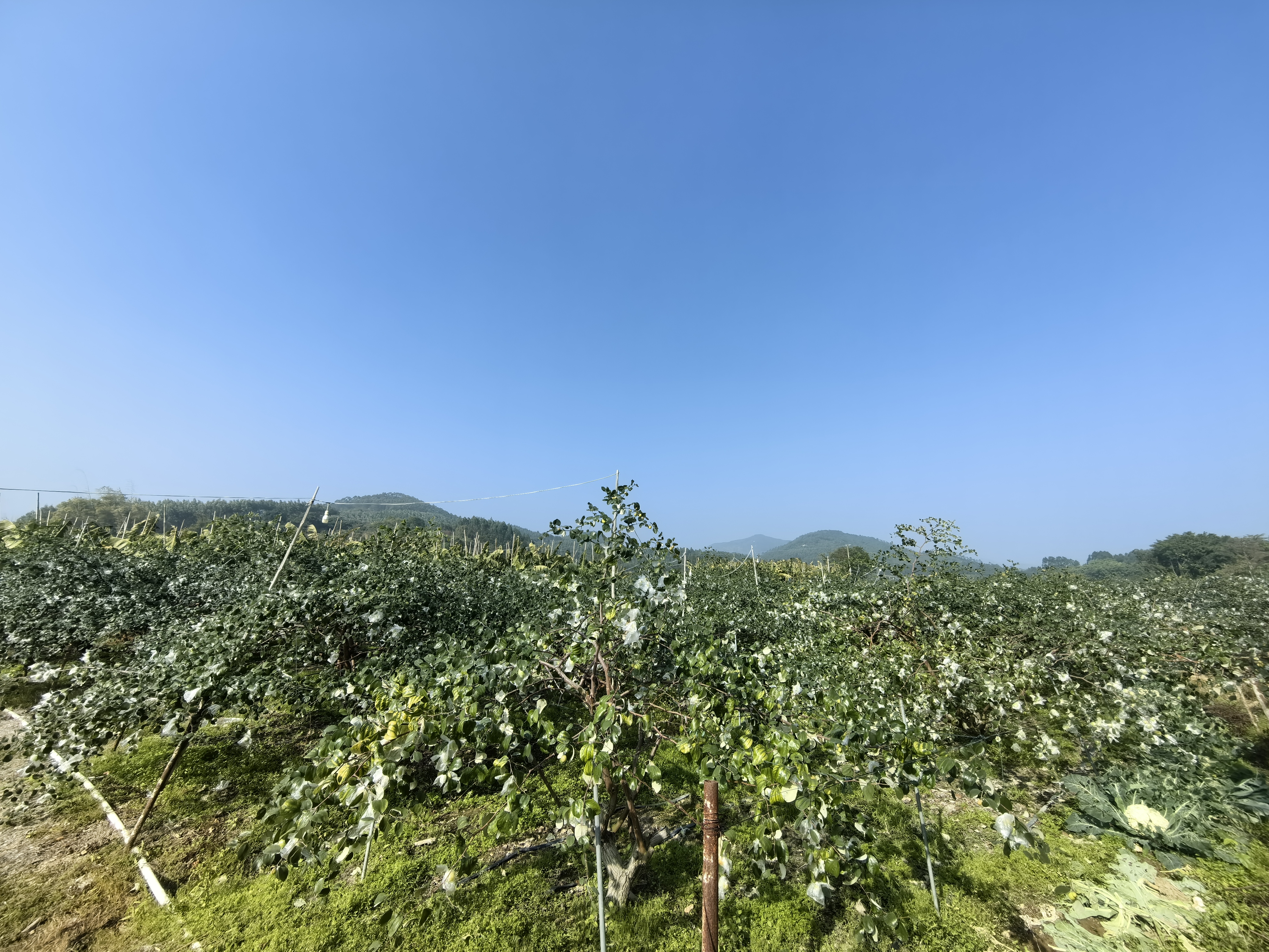 展示庄枣树在阳光下的种植园实景,背景为蓝天白云,体现自然、生态的种植环境 庄枣种植园实景图