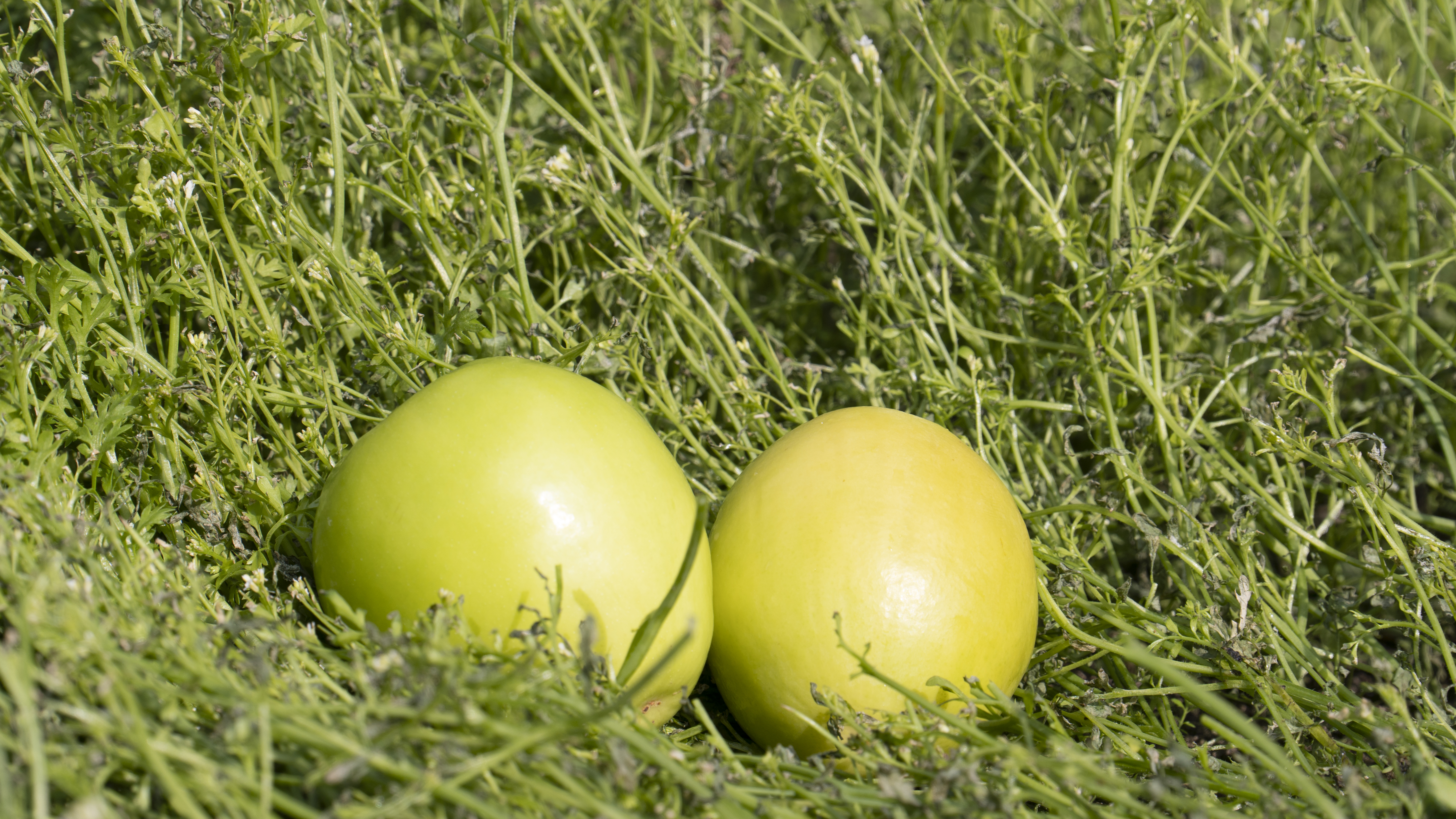 脆枣原材料展示