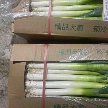福建大葱，铁杆大葱，箱葱，网葱，支持各种包装