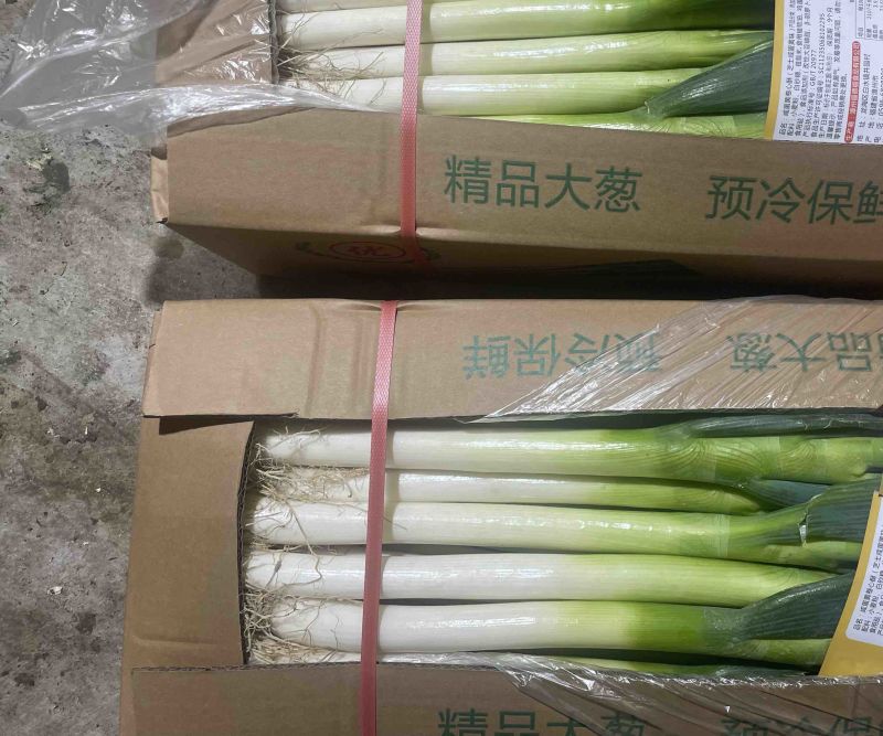 福建大葱，铁杆大葱，箱葱，网葱，支持各种包装