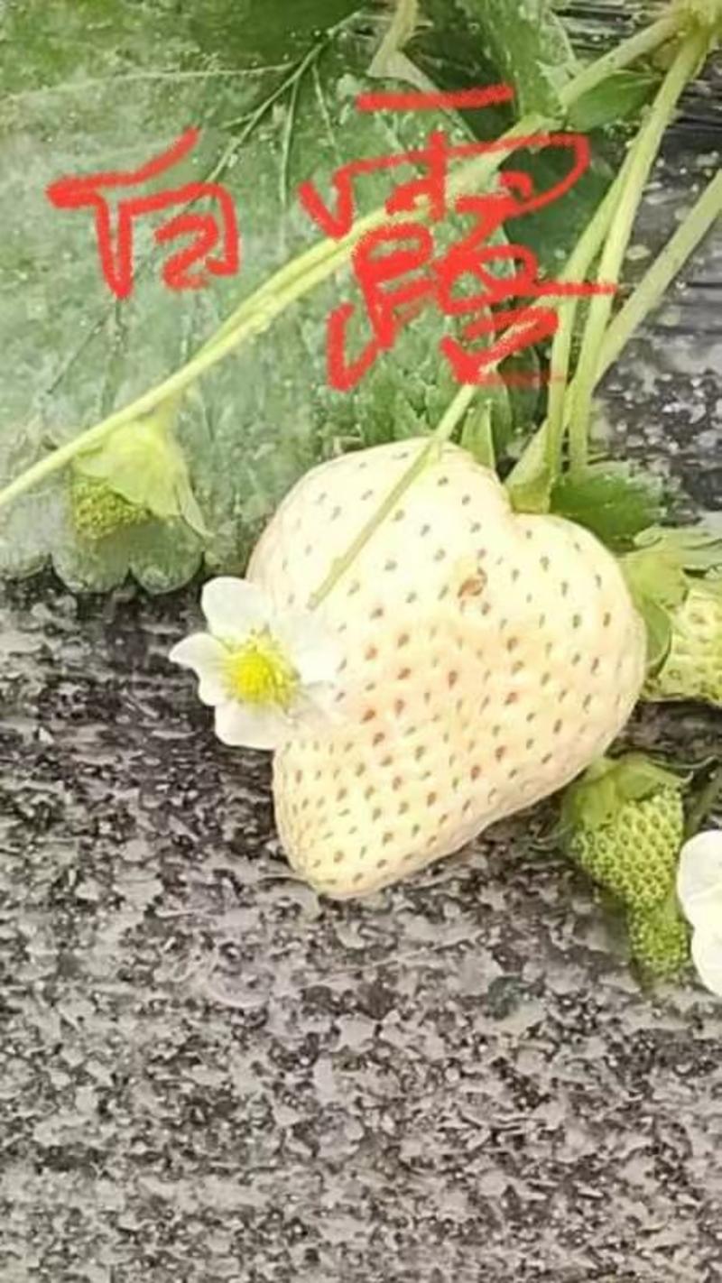 草莓苗越秀梦之芙黑草等品种齐全基地直发欢迎联系