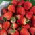 草莓苗越秀梦之芙黑草等品种齐全基地直发欢迎联系