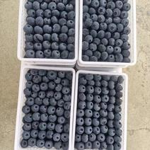 山东蓝莓L25、云雀、优瑞卡，品种多，全国发货，欢迎合作