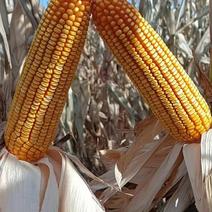扶余黄金玉米，玉米容重800以上，高品质，