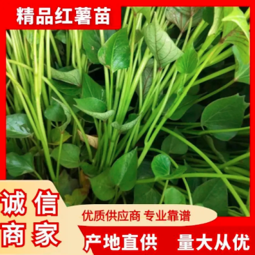精品红薯苗，品种齐全，产地直发，一手货源，量大从优