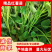 精品红薯苗，品种齐全，产地直发，一手货源，量大从优