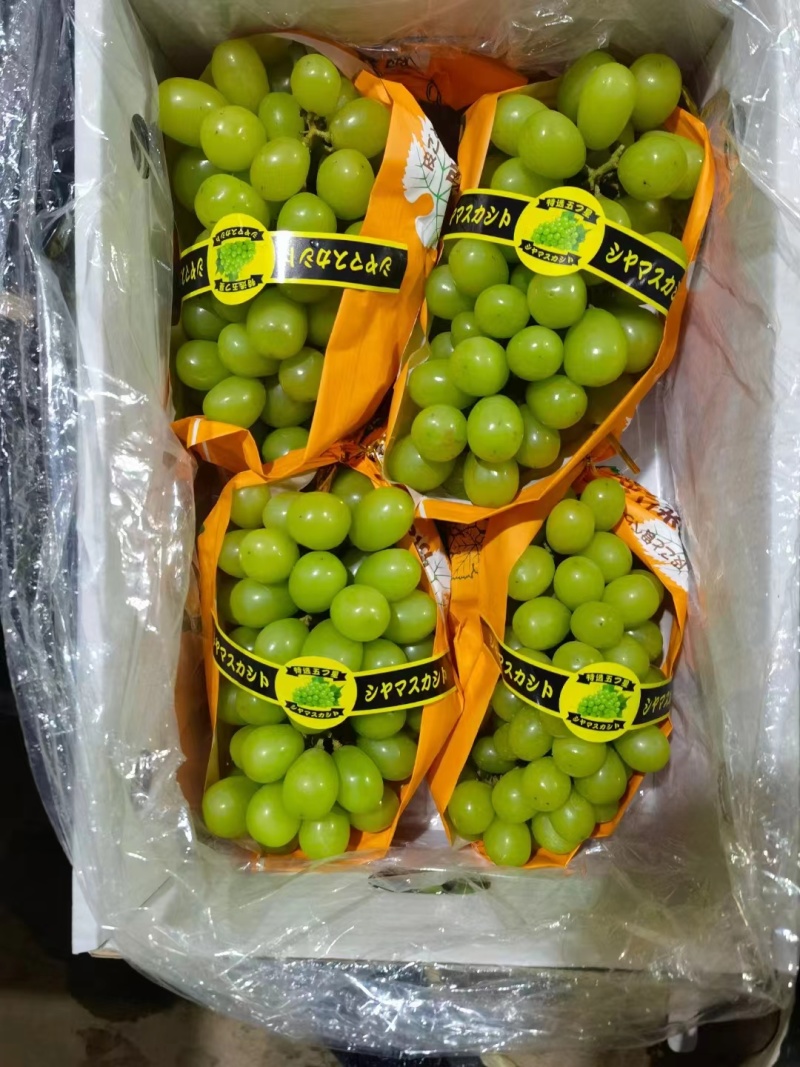 出口外贸阳光玫瑰大颗粒对接各大平台批发团购对接团长