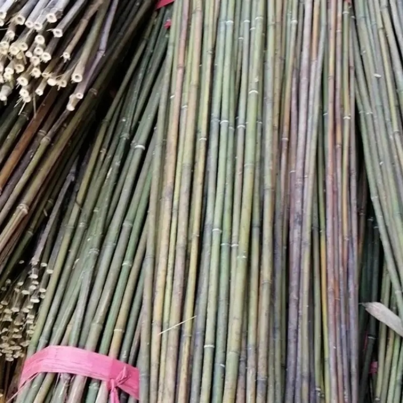 精品竹子竹竿南竹规格齐全品质保证量大从优欢迎联系