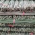 精品竹子竹竿南竹规格齐全品质保证量大从优欢迎联系