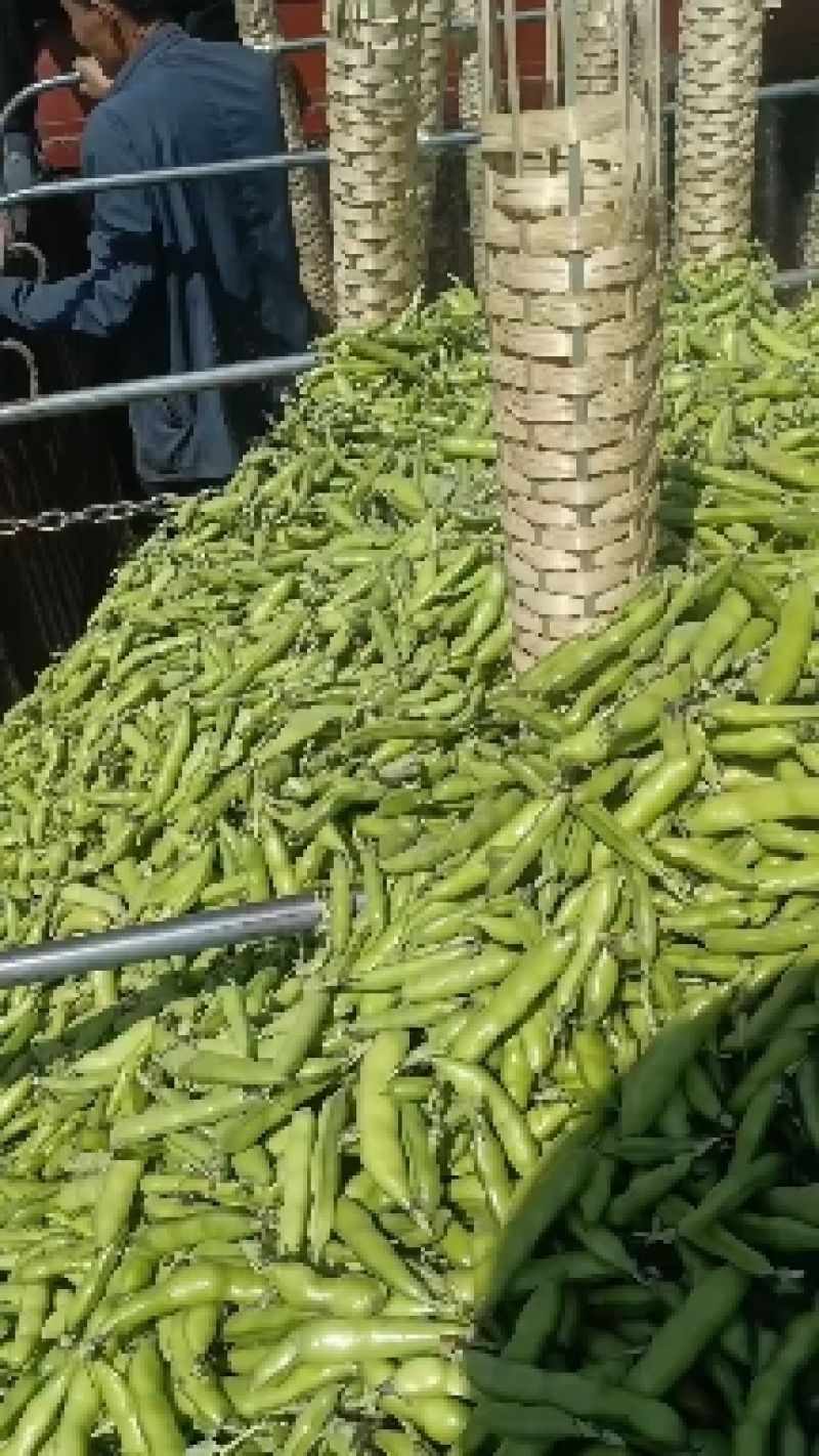 蚕豆，胡豆(一手货源)产地直发