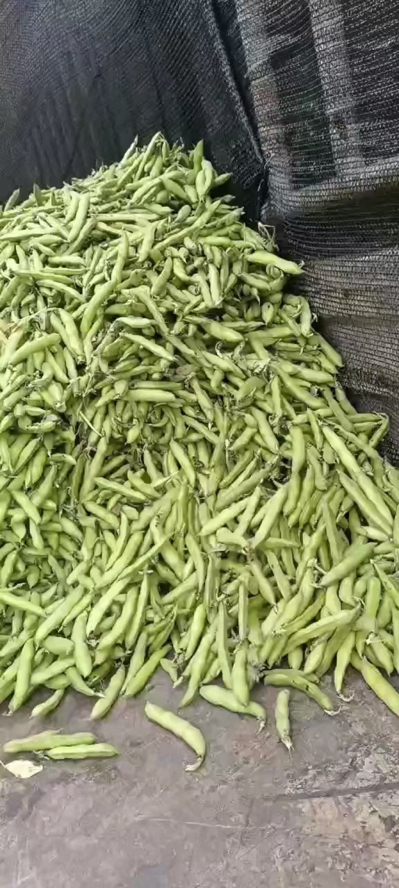 蚕豆，胡豆(一手货源)产地直发