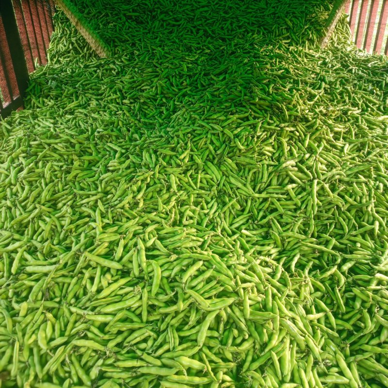 蚕豆，胡豆(一手货源)产地直发