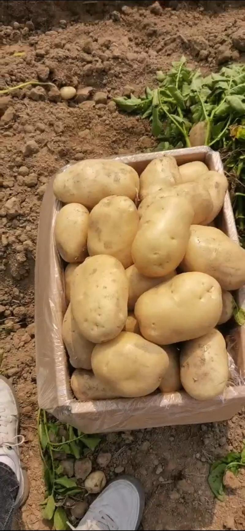 云南丽薯土豆大量供应保质保量对接全国客商可视频看货验货