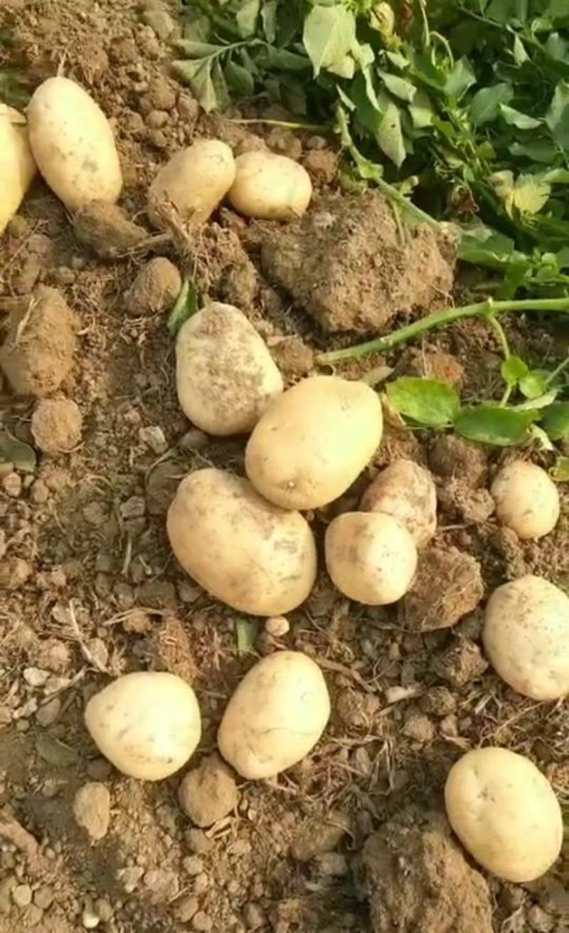 云南丽薯土豆大量供应保质保量对接全国客商可视频看货验货