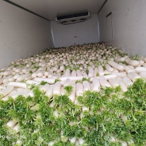 精品大萝卜基地直供