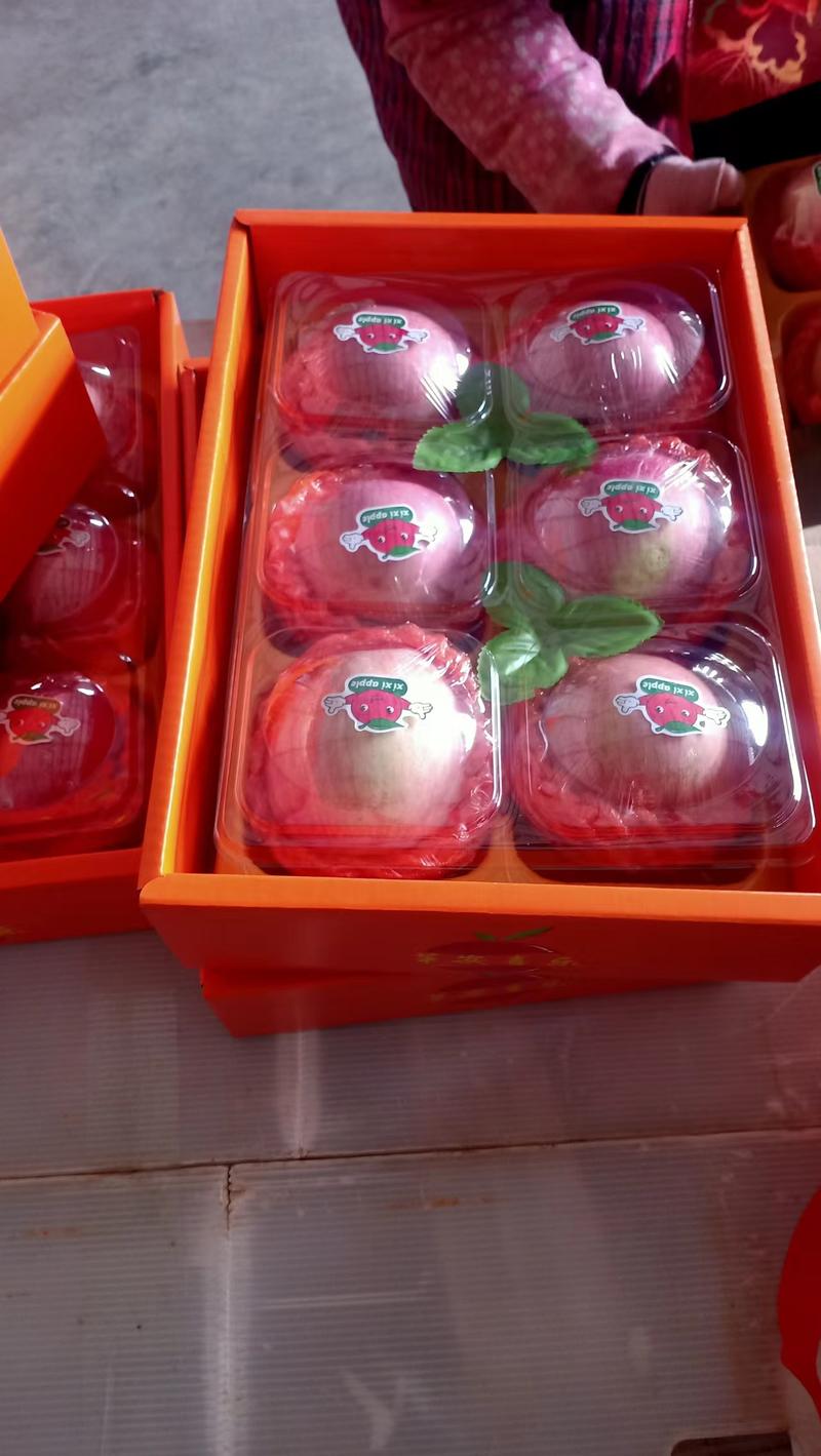 陕西省礼泉县晚熟膜袋红富士苹果冷库通货75起步不封顶