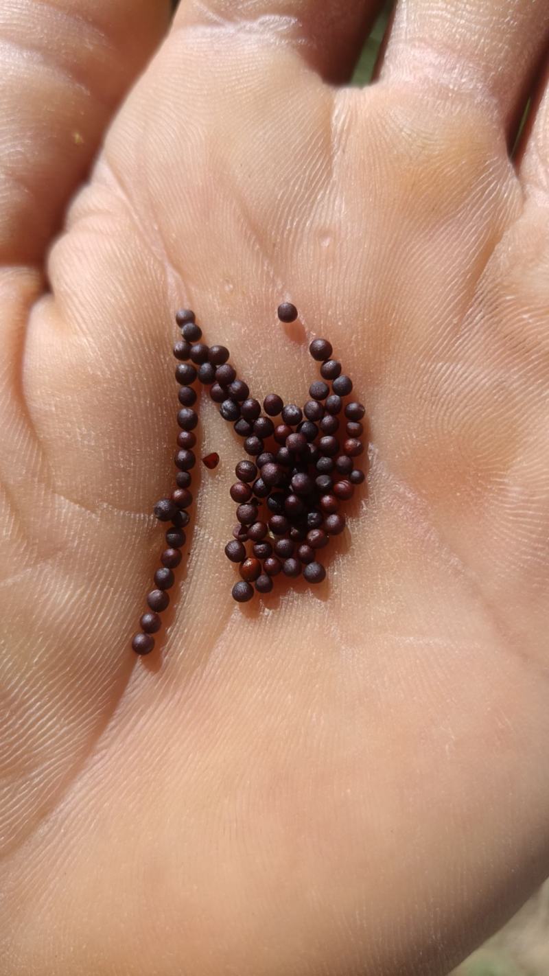 精选菜籽