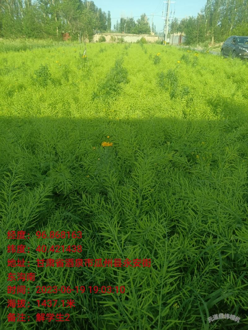 精选菜籽