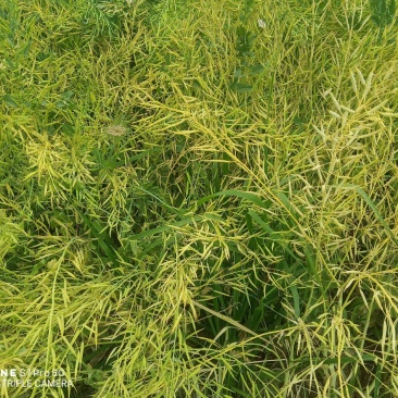 精选菜籽