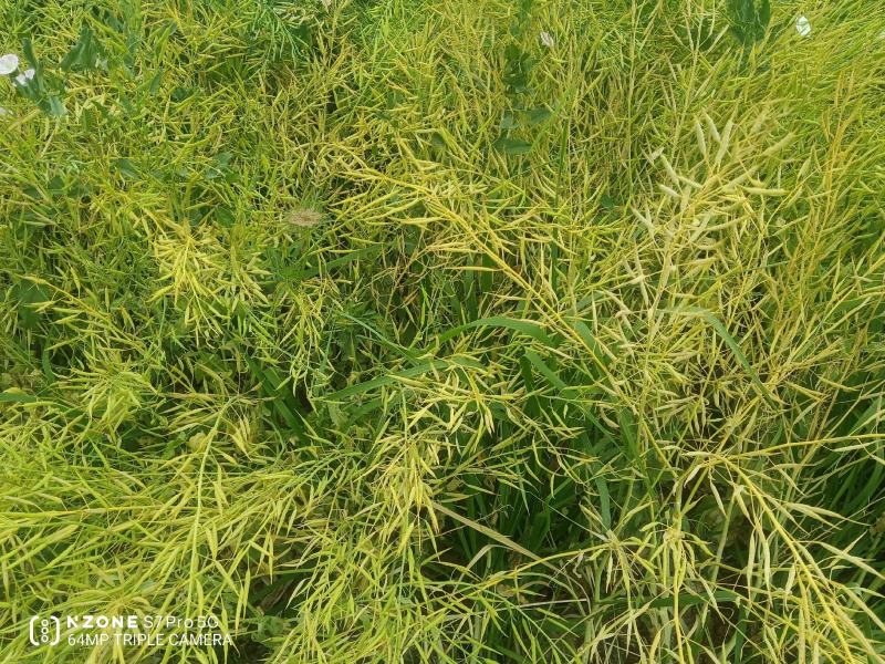 精选菜籽