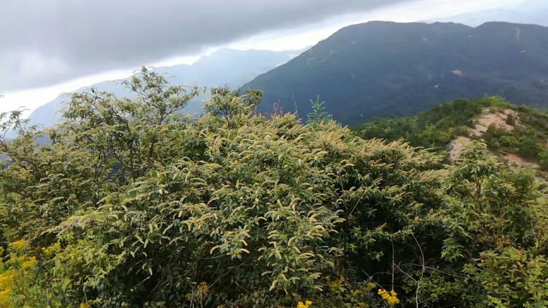 高山中药材花中蜂蜂蜜