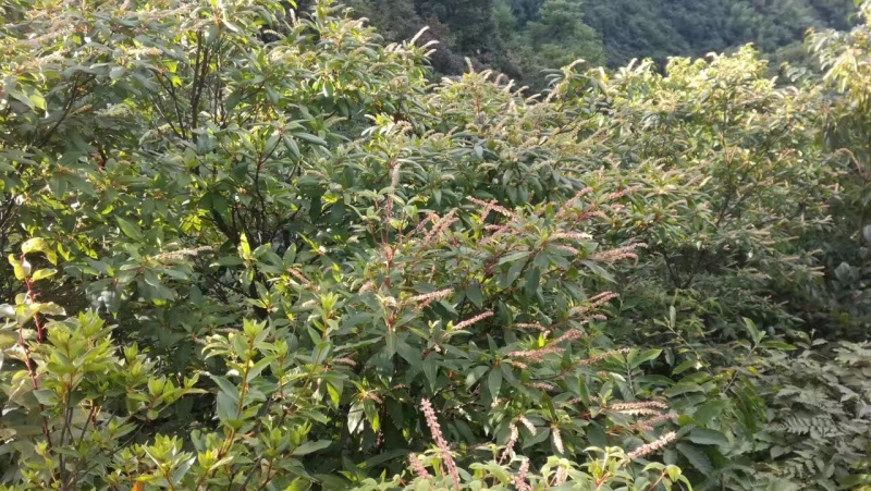 高山中药材花中蜂蜂蜜