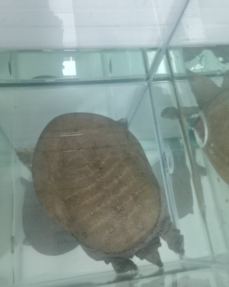 甲鱼