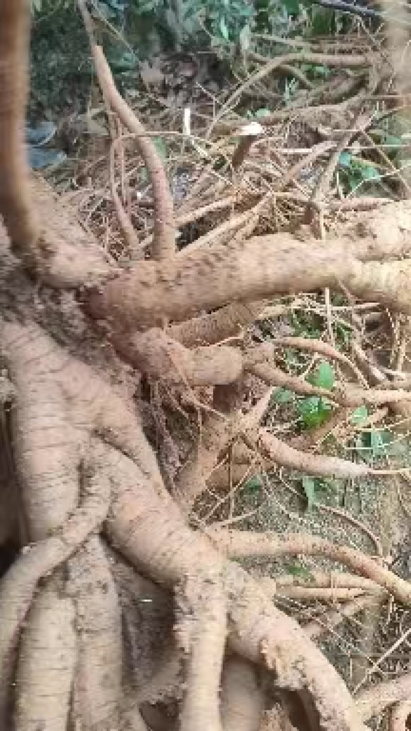 小叶牛大力苗