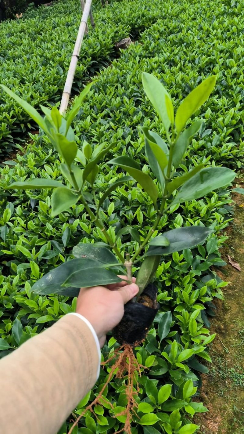 非洲茉莉20-180高，3斤袋，7斤袋，布袋大量出售