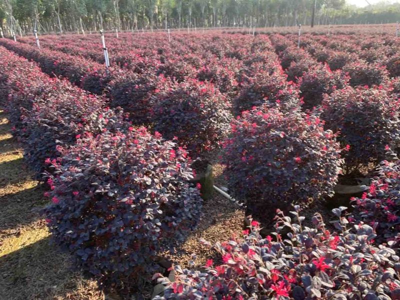 红继木20-120高，各规格大量现货出售，欢迎下单