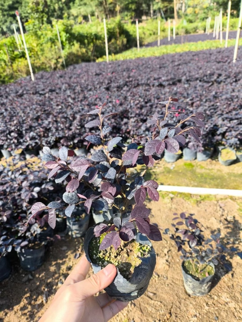 红继木20-120高，各规格大量现货出售，欢迎下单