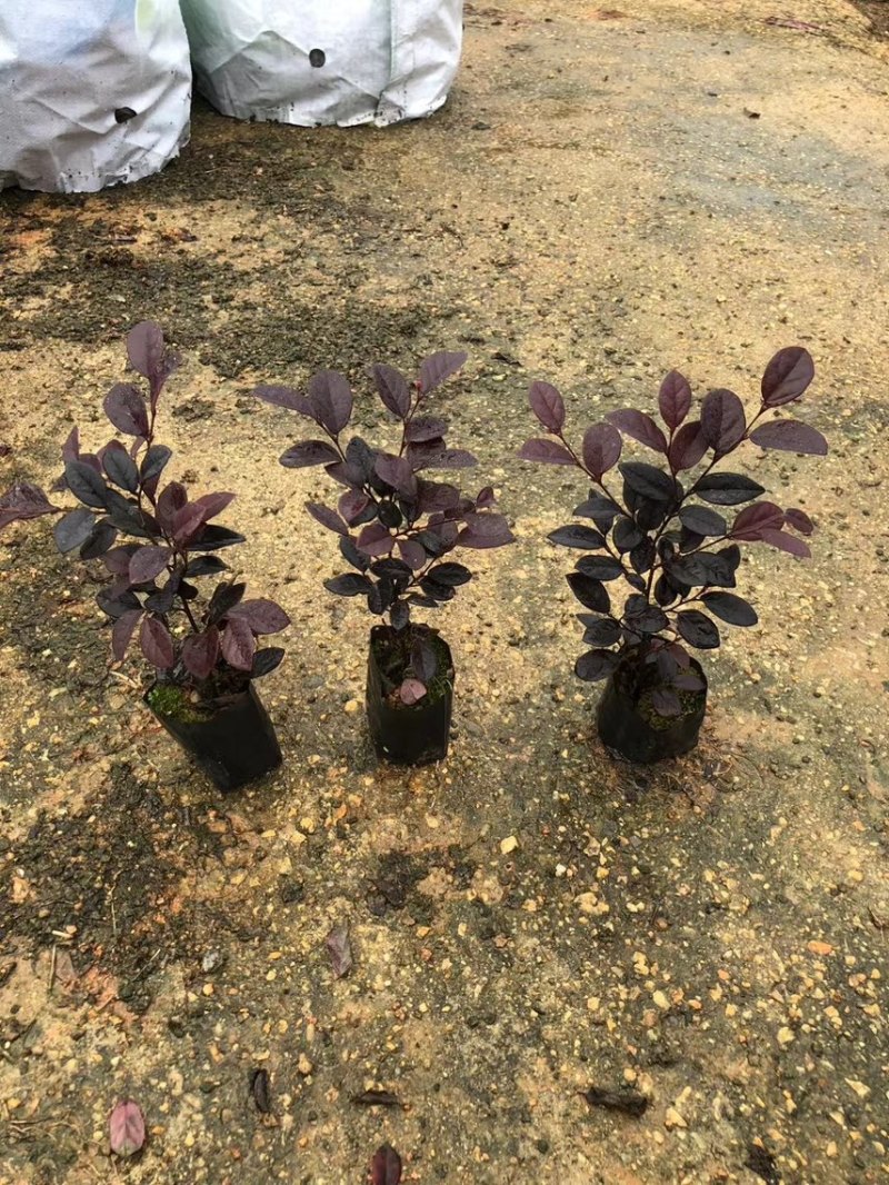 红继木20-120高，各规格大量现货出售，欢迎下单