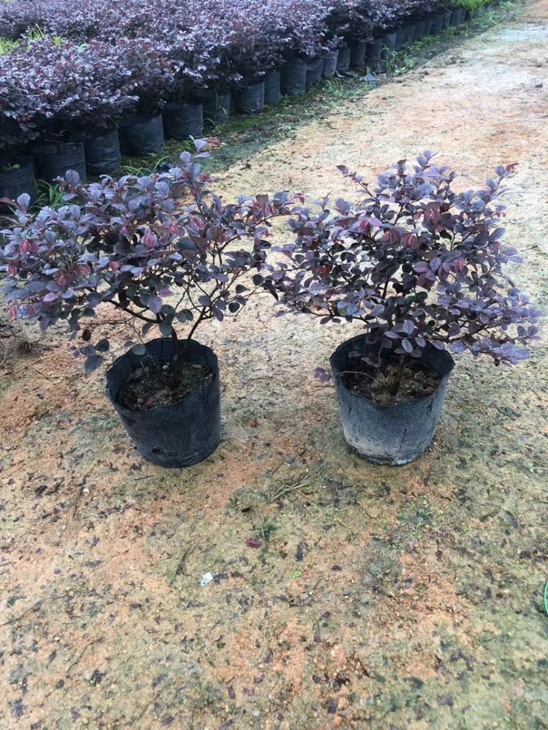 红继木20-120高，各规格大量现货出售，欢迎下单