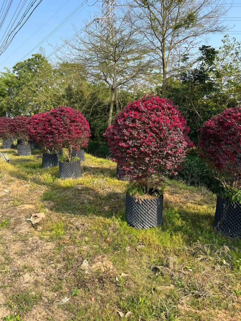 红继木20-120高，各规格大量现货出售，欢迎下单