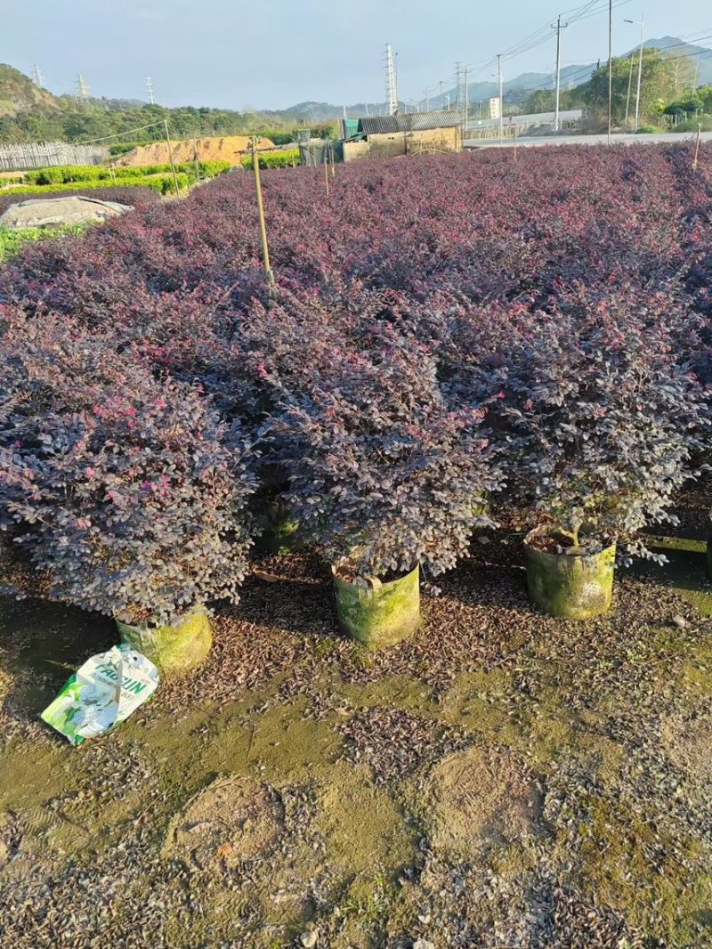 红继木20-120高，各规格大量现货出售，欢迎下单