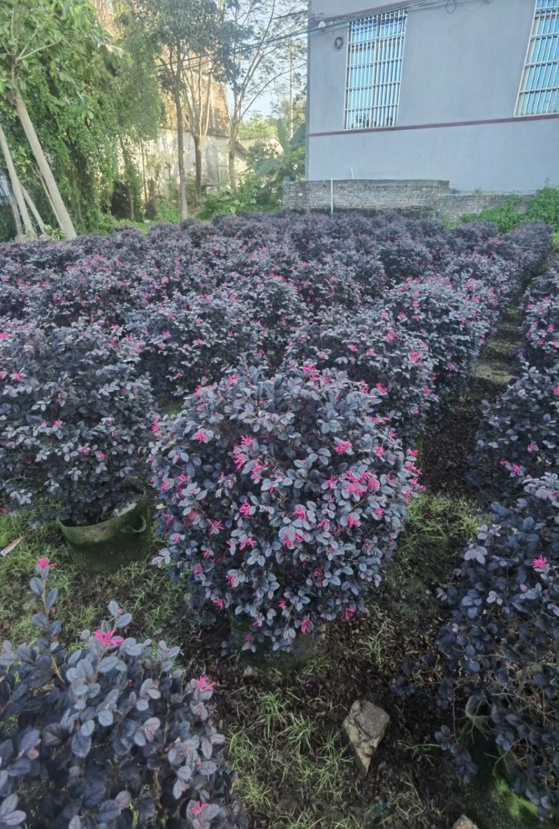红继木20-120高，各规格大量现货出售，欢迎下单