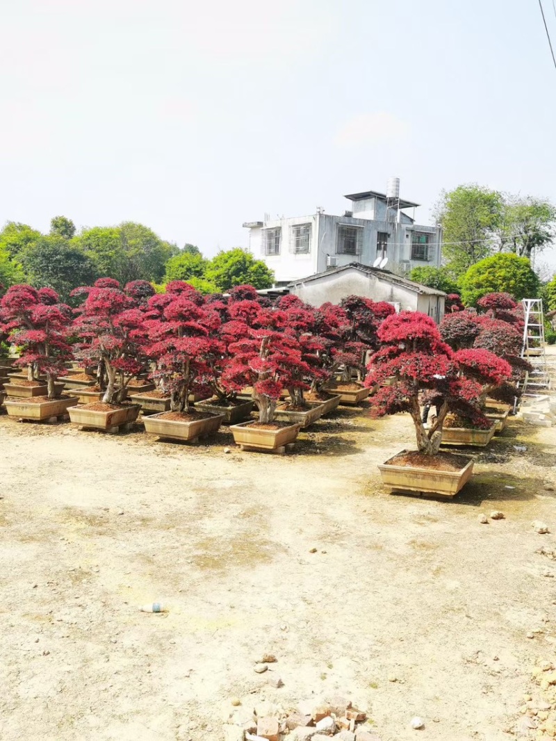 红继木20-120高，各规格大量现货出售，欢迎下单